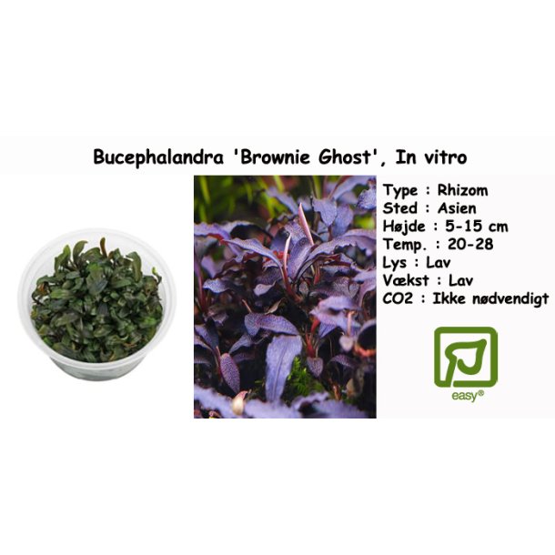 Bucephalandra 'Brownie Ghost', In vitro