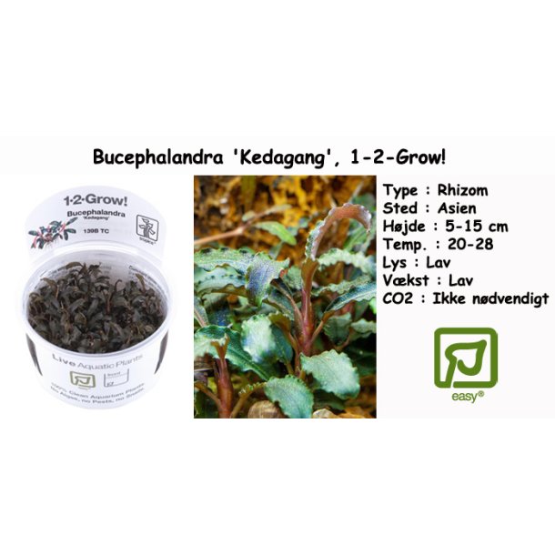 Bucephalandra 'Kedagang', 1-2-Grow! 