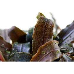 Bucephalandra 'Kedagang', Potte