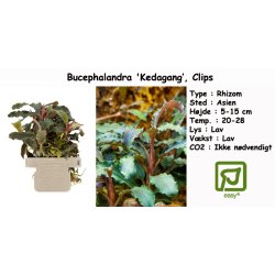 Bucephalandra 'Kedagang', Clips