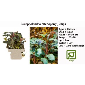 Bucephalandra 'Kedagang', Clips