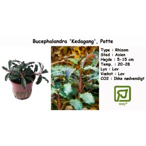 Bucephalandra 'Kedagang', Potte