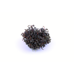 Bucephalandra 'Kedagang', 1-2-Grow! 