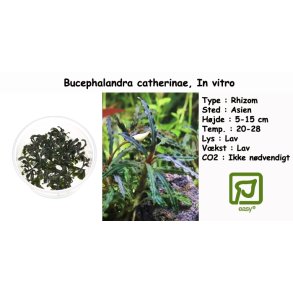 Bucephalandra catherinae, In vitro