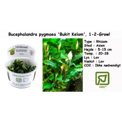 Bucephalandra pygmaea 'Bukit Kelam', 1-2-Grow! 
