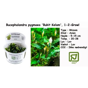 Bucephalandra pygmaea 'Bukit Kelam', 1-2-Grow! 