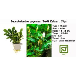 Bucephalandra pygmaea 'Bukit Kelam', Clips