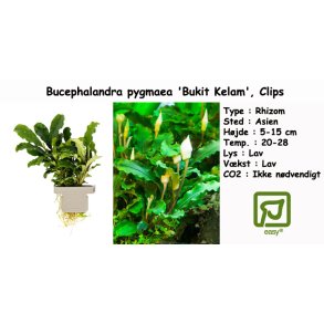 Bucephalandra pygmaea 'Bukit Kelam', Clips