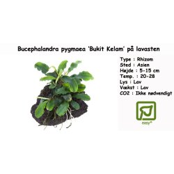 Bucephalandra pygmaea 'Bukit Kelam' p lavasten