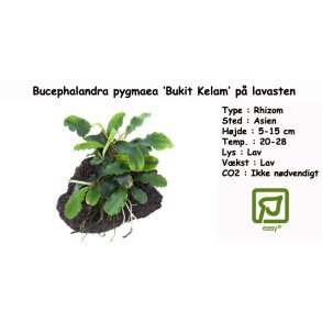 Bucephalandra pygmaea 'Bukit Kelam' p lavasten
