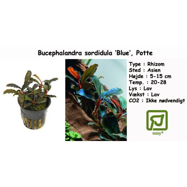 Bucephalandra sordidula 'Blue', Potte