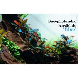 Bucephalandra sordidula 'Blue', Potte