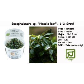 Bucephalandra sp. 'Needle leaf', 1-2-Grow!