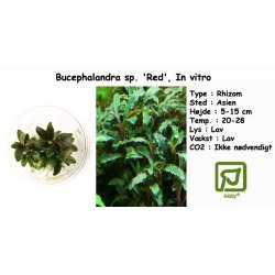 Bucephalandra sp. 'Red', In vitro