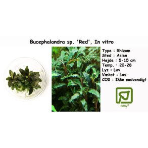 Bucephalandra sp. 'Red', In vitro