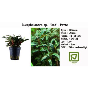 Bucephalandra sp. 'red', Potte