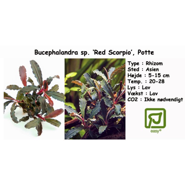 Bucephalandra sp. 'Red Scorpio', Potte
