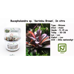 Bucephalandra sp. 'Serimbu Brown', In vitro