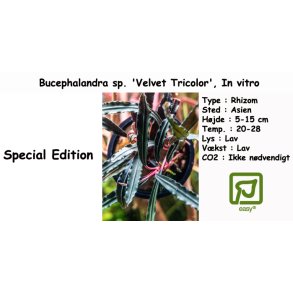 Bucephalandra sp. 'Velvet Tricolor', In vitro
