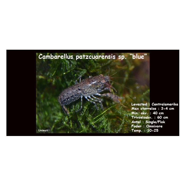 Cambarellus patzcuarensis sp. "blue" - Bl CPO Krebs