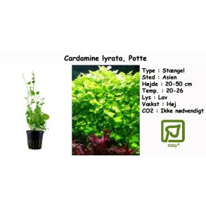 Cardamine lyrata, Potte