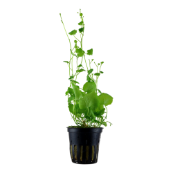 Cardamine lyrata, Potte