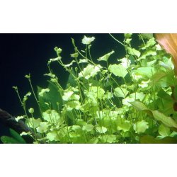 Cardamine lyrata, Potte