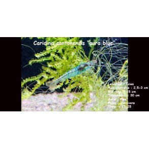 Caridina cantonensis 