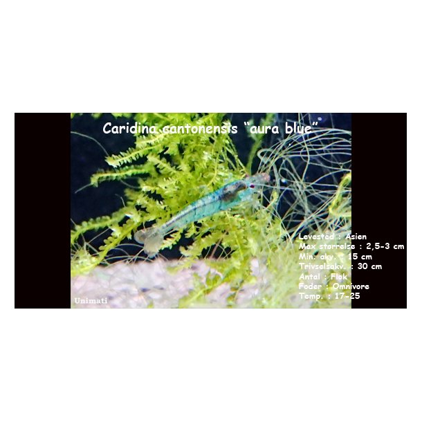 Caridina cantonensis "aura blue"