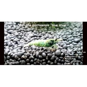 Caridina cantonensis 