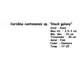 Caridina cantonensis sp. black galaxy