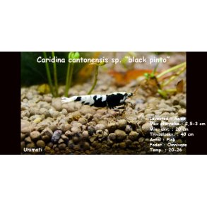 Caridina cantonensis sp. 