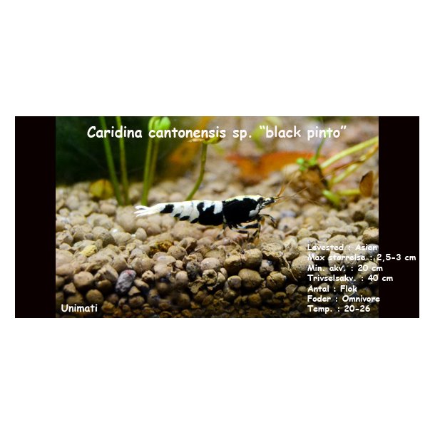 Caridina cantonensis sp. "black pinto"