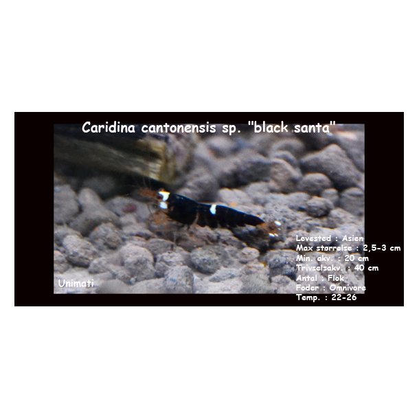 Caridina cantonensis sp. "black santa"