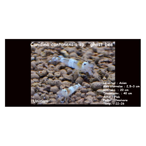 Caridina cantonensis sp. "ghost bee"