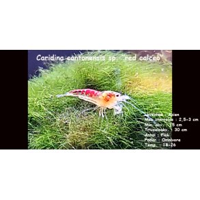 Caridina cantonensis sp. 