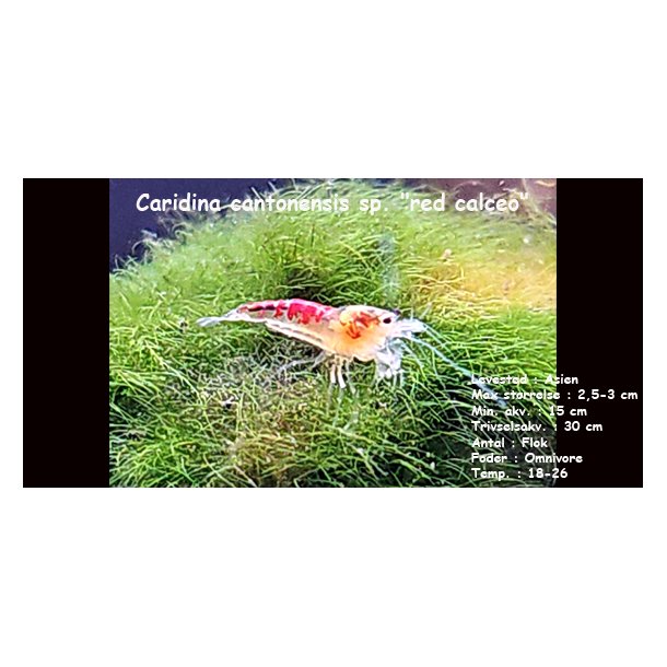 Caridina cantonensis sp. "red calceo"