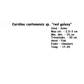 Caridina cantonensis sp. red galaxy