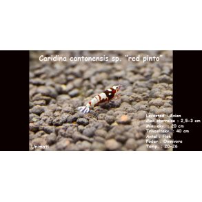 Caridina cantonensis sp. 