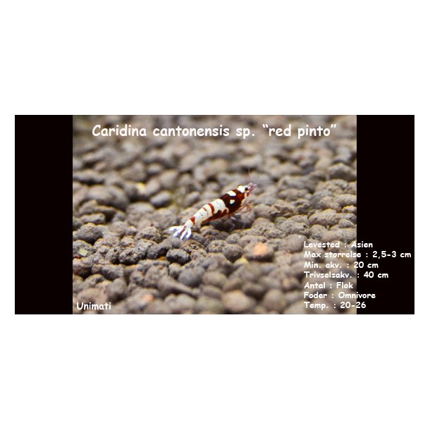 Caridina cantonensis sp. "red pinto"