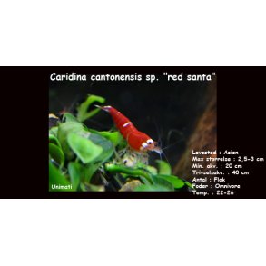 Caridina cantonensis sp. 