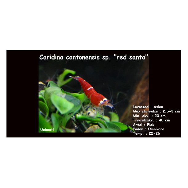 Caridina cantonensis sp. "red santa"