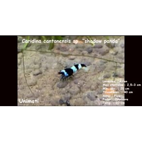 Caridina cantonensis sp. 