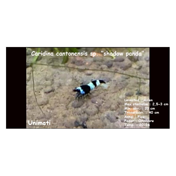 Caridina cantonensis sp. "shadow panda"