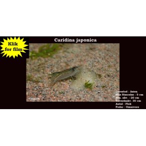 Caridina japonica VF - Amano Reje