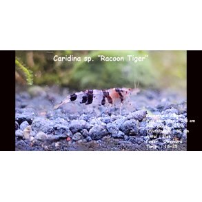 Caridina sp. 