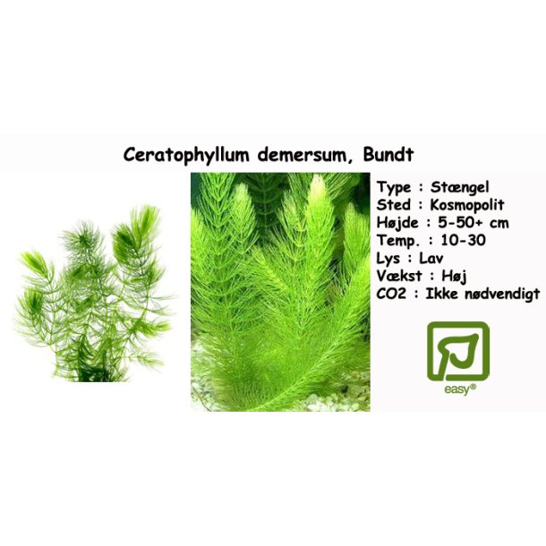 Ceratophyllum demersum - Hornblad, Bundt
