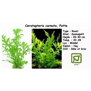 Ceratopteris cornuta, Potte