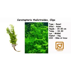 Ceratopteris thalictroides, Clips