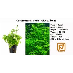 Ceratopteris thalictroides, Potte